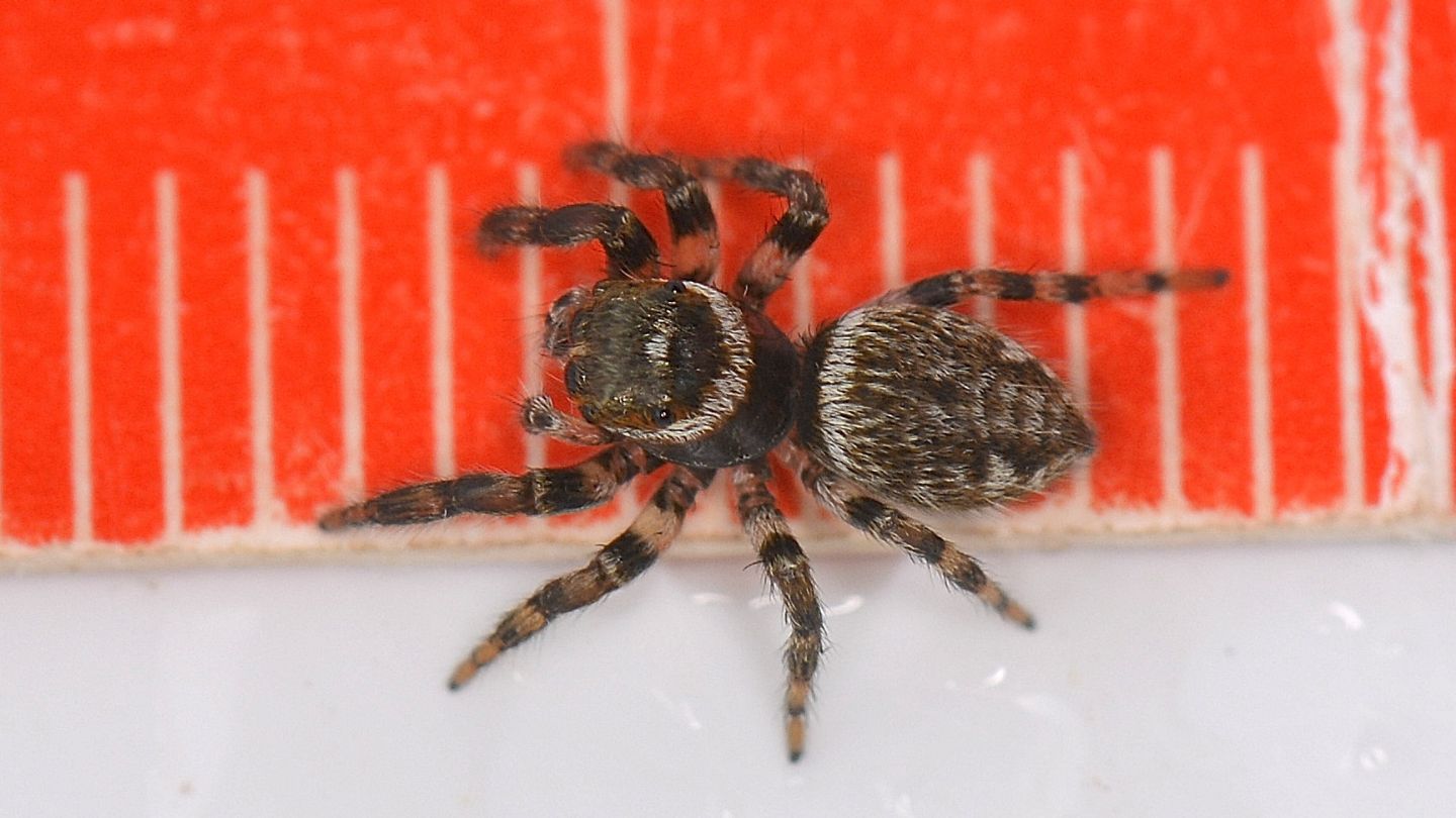 dubbio su Salticidae