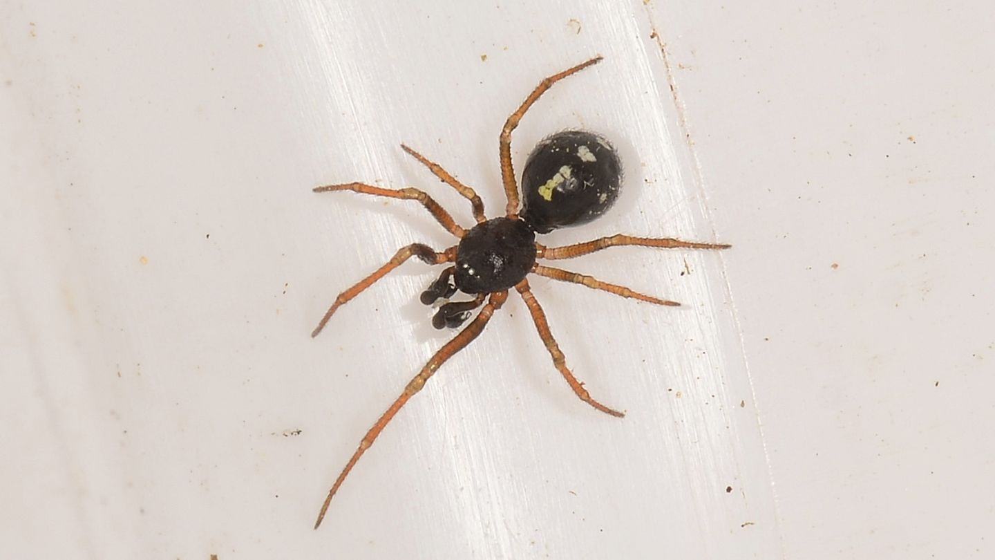 Crustulina scabripes maschio del Giglio