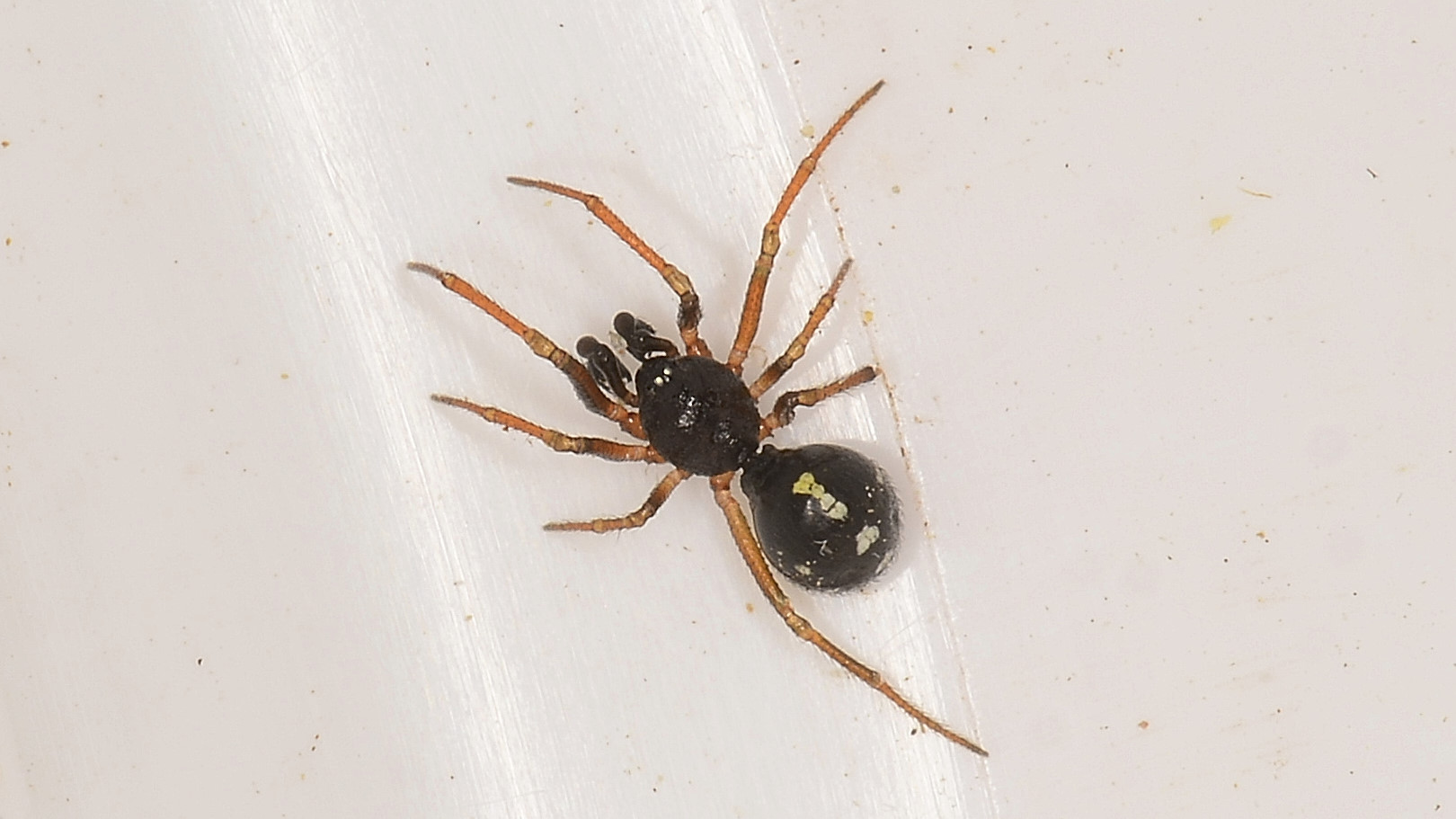 Crustulina scabripes maschio del Giglio