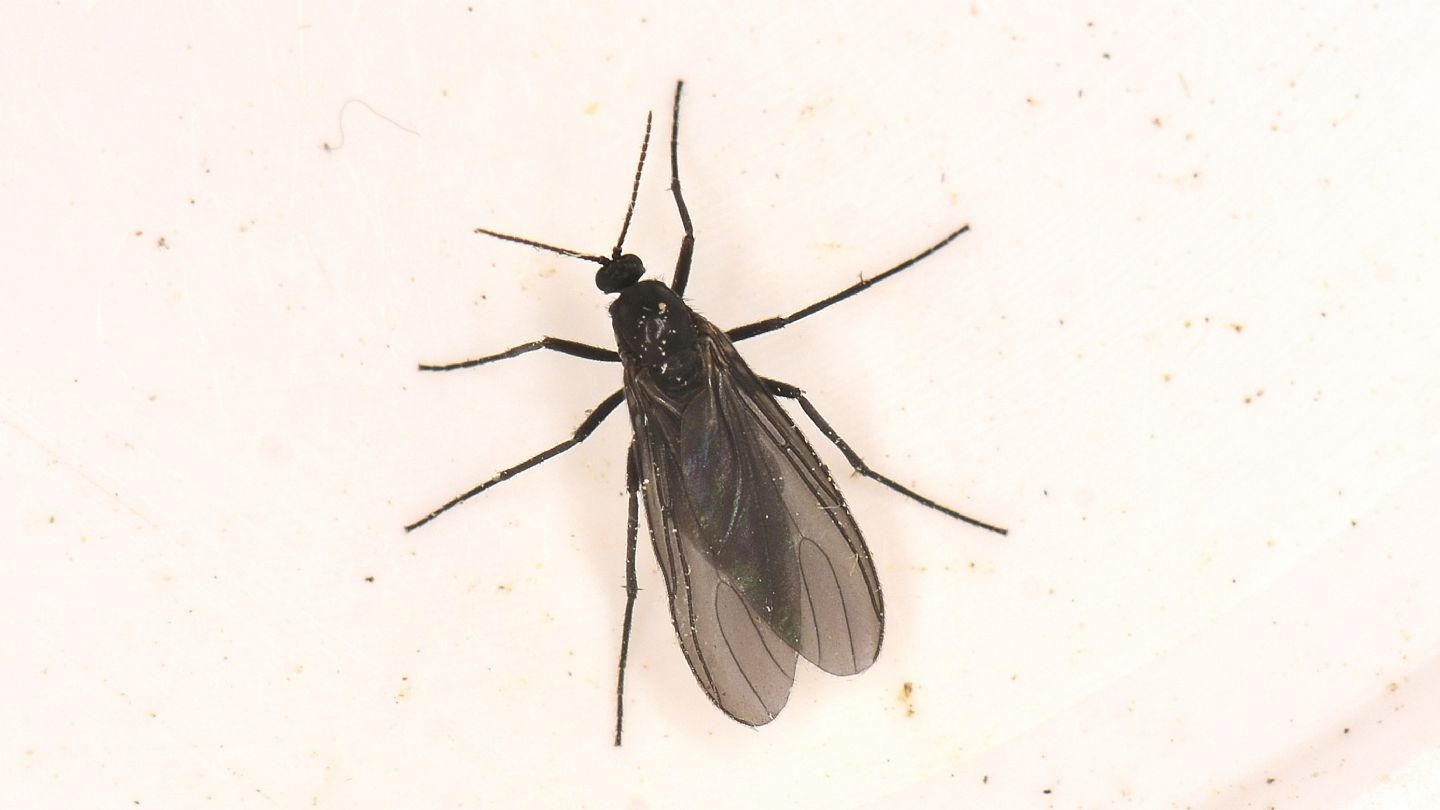 Sciaridae dal Giglio
