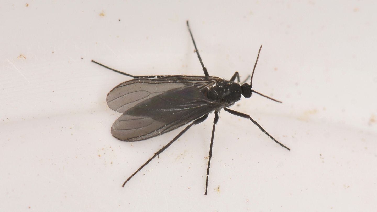Sciaridae dal Giglio