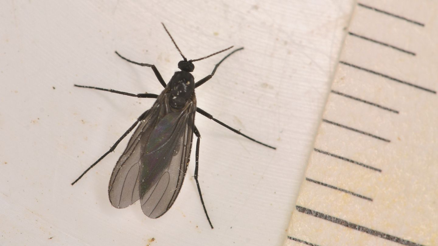 Sciaridae dal Giglio