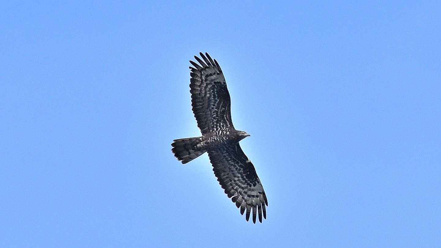Poiana o Pecchiaiolo ?
