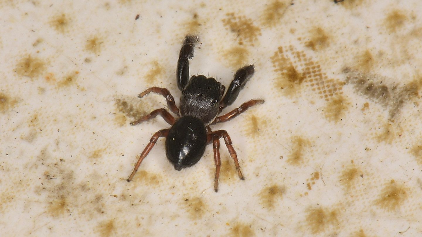 Sibianor aurocinctus