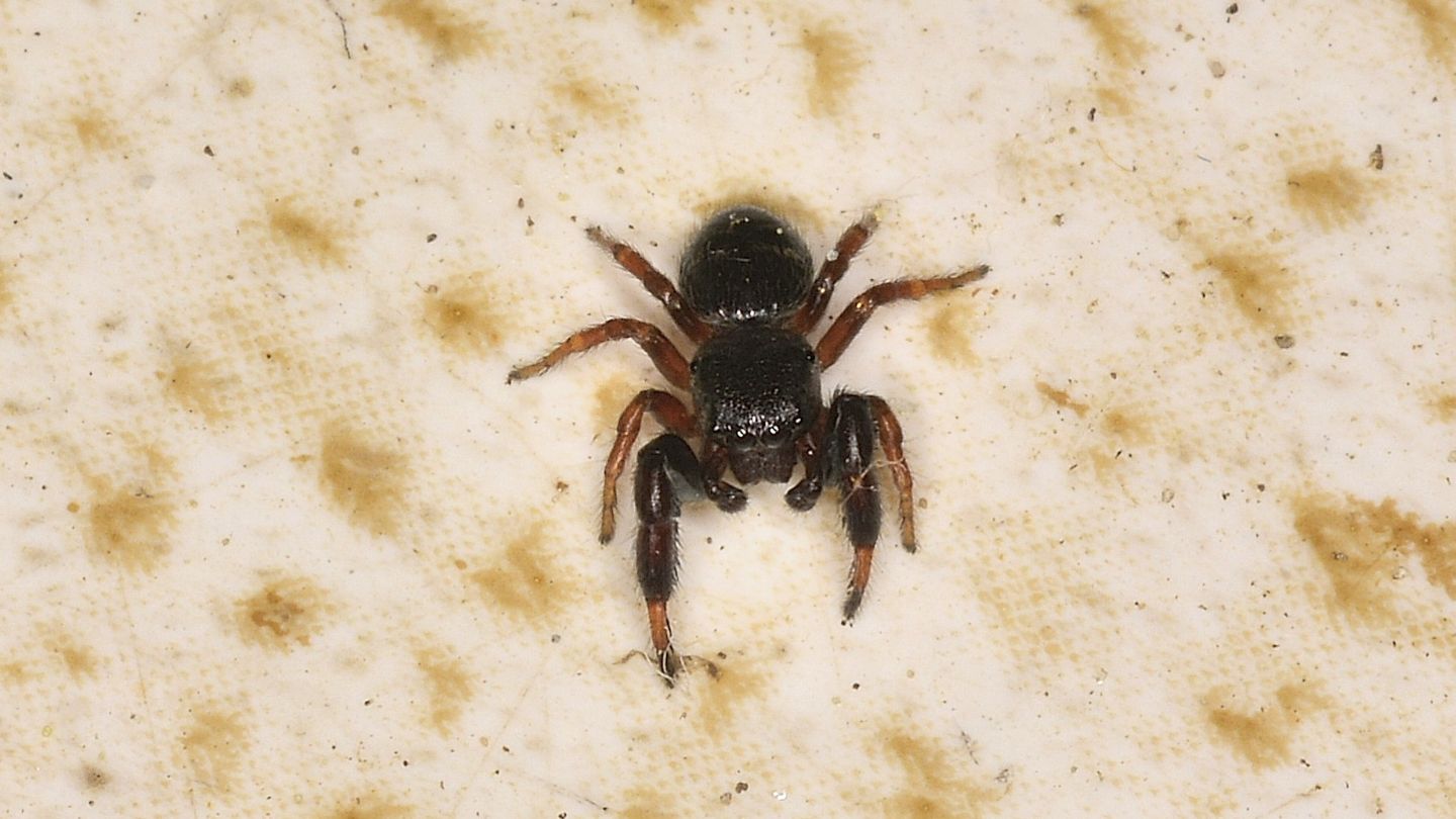 Sibianor aurocinctus