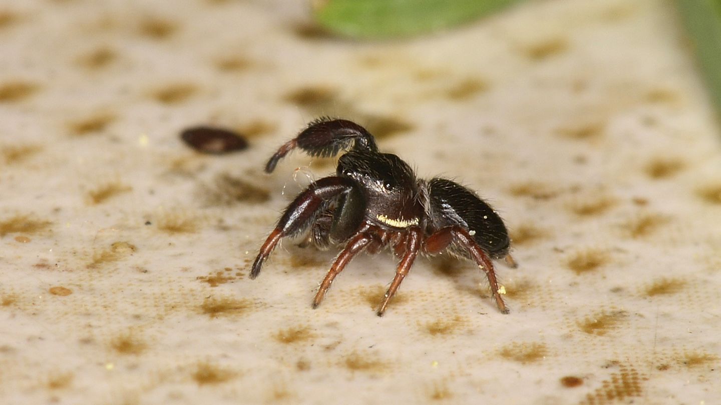 Sibianor aurocinctus