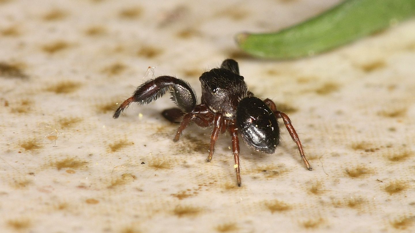 Sibianor aurocinctus