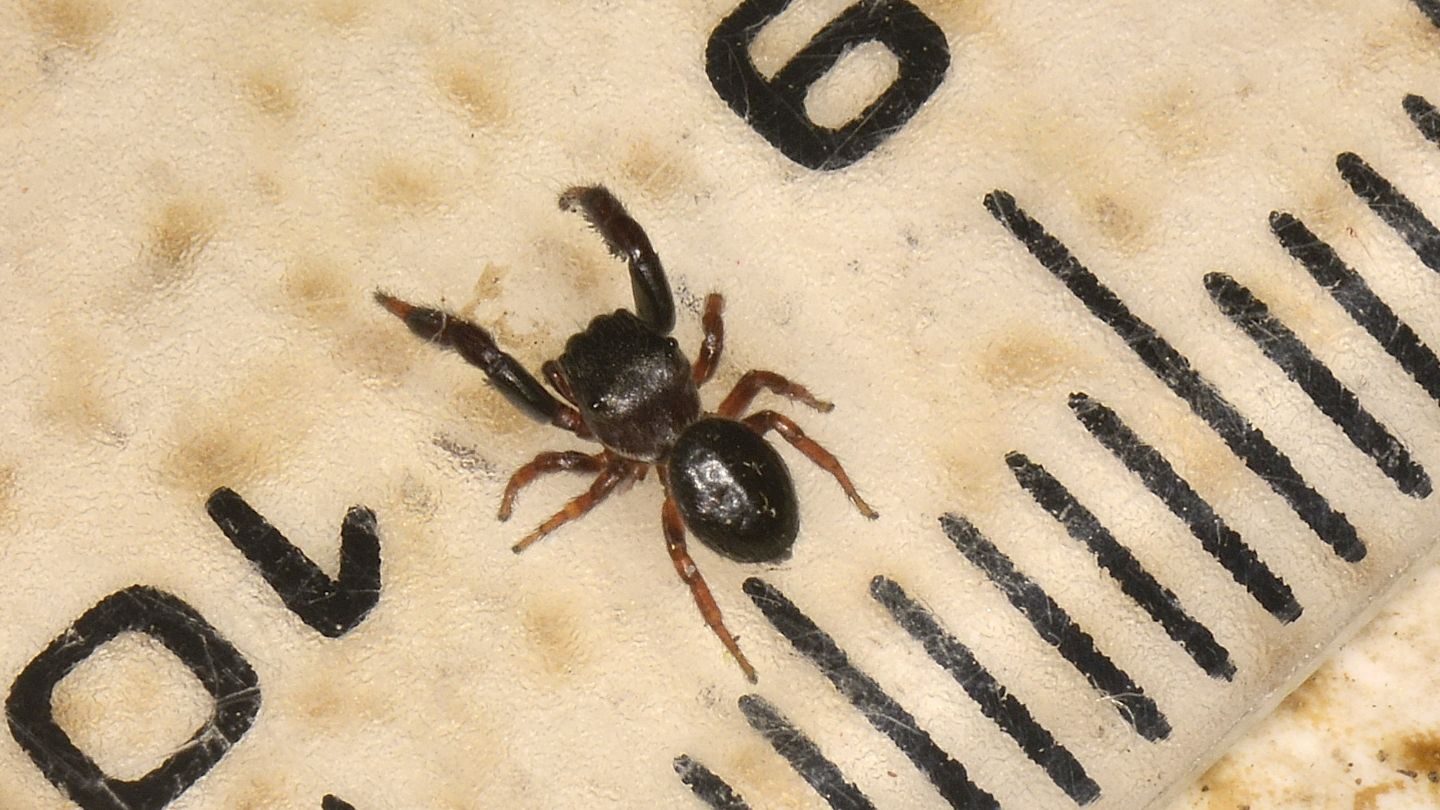 Sibianor aurocinctus