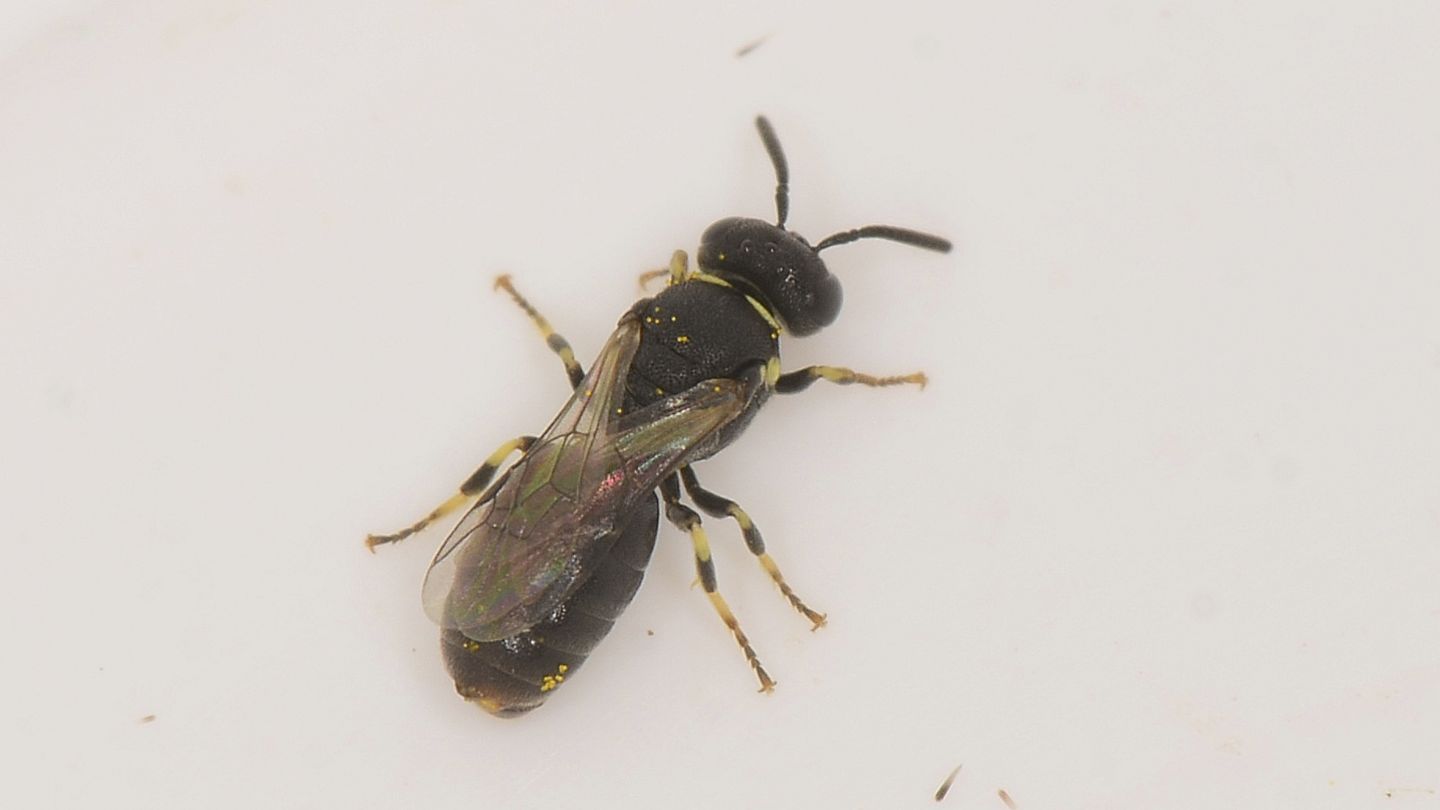 Colletidae: Hylaeus clypearis