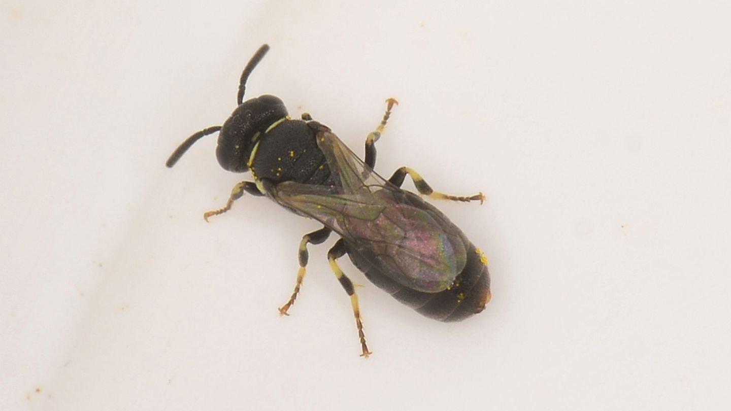 Colletidae: Hylaeus clypearis