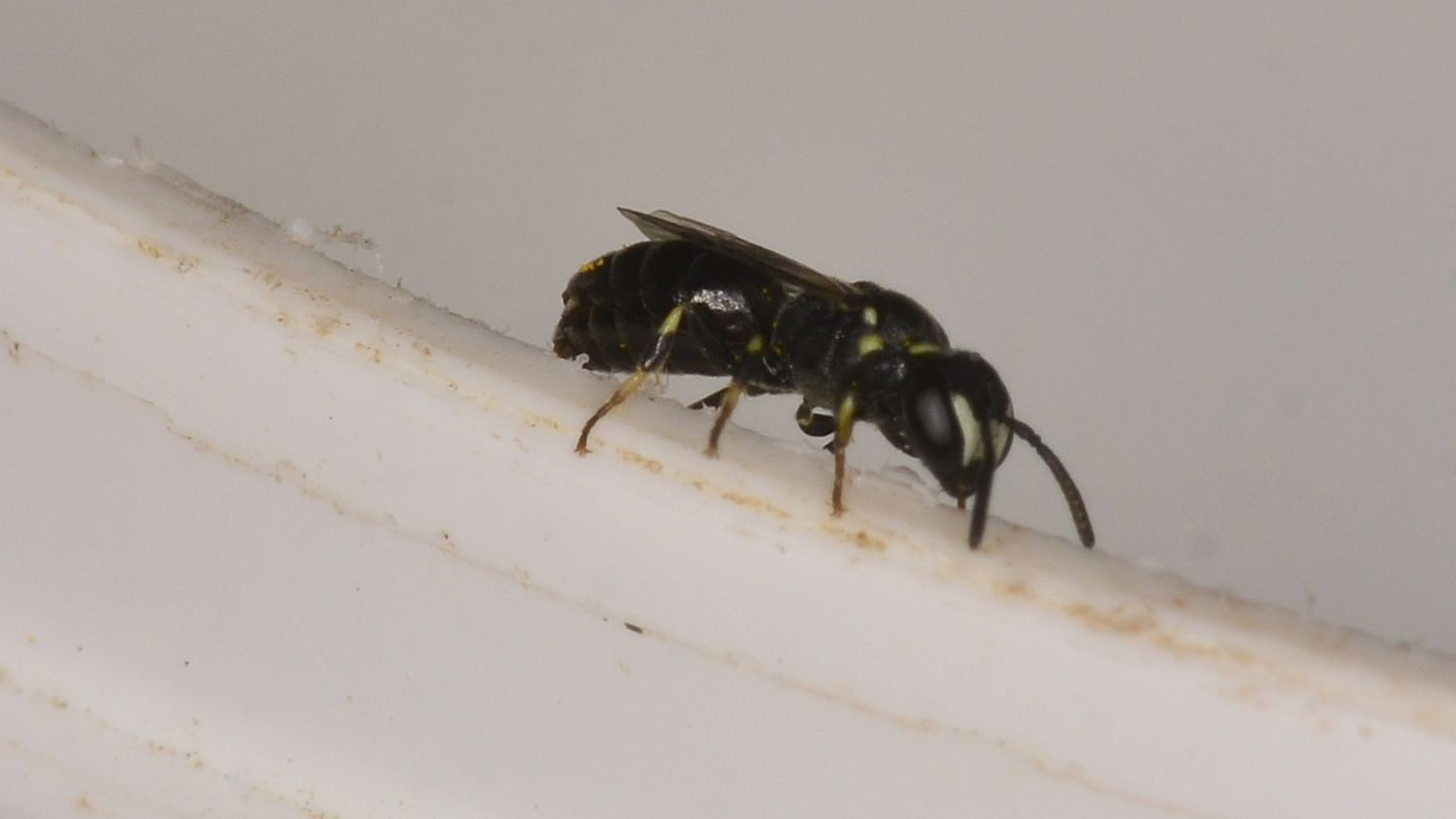 Colletidae: Hylaeus clypearis