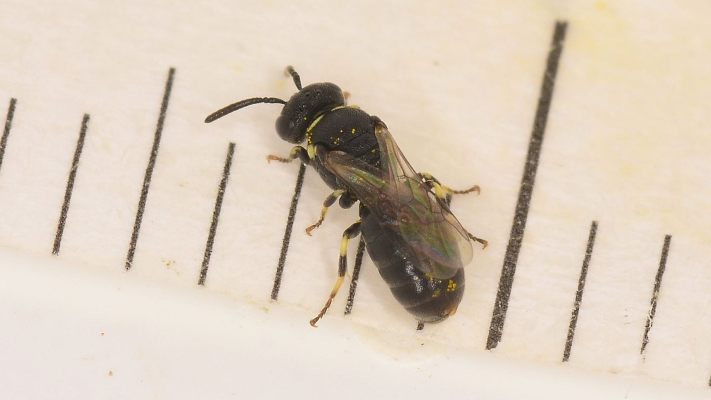 Colletidae: Hylaeus clypearis