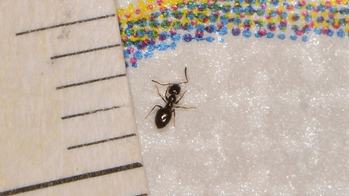 Formicidae: Plagiolepis sp.