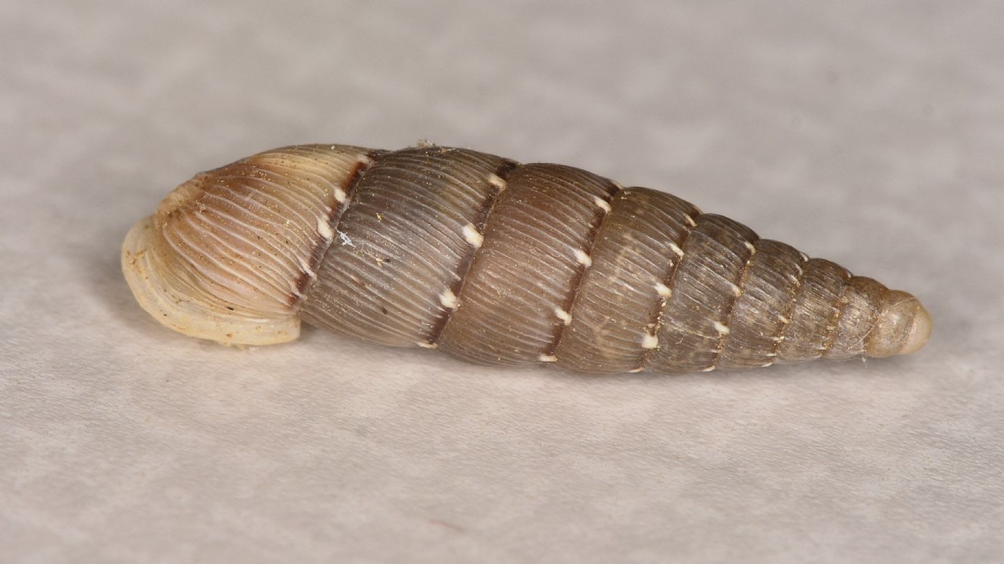 Papillifera ?