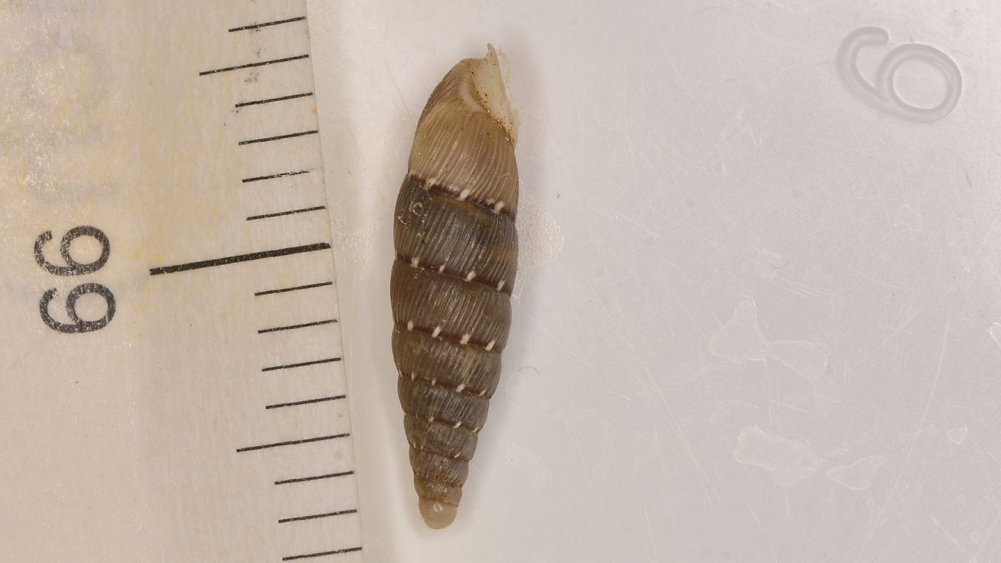 Papillifera ?