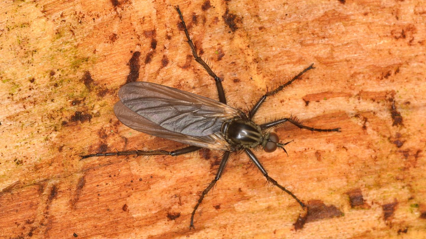 Asilidae ?