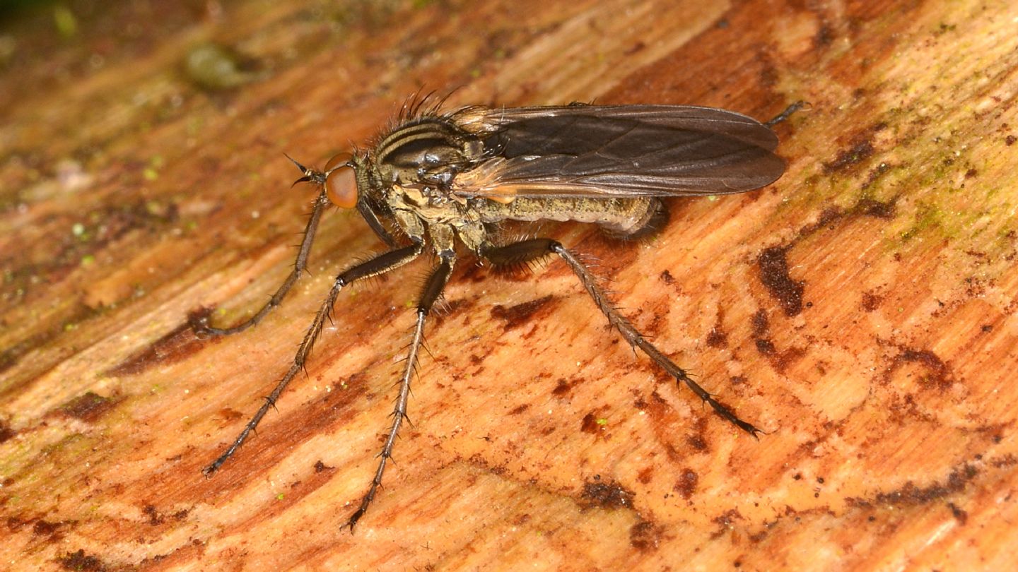 Asilidae ?