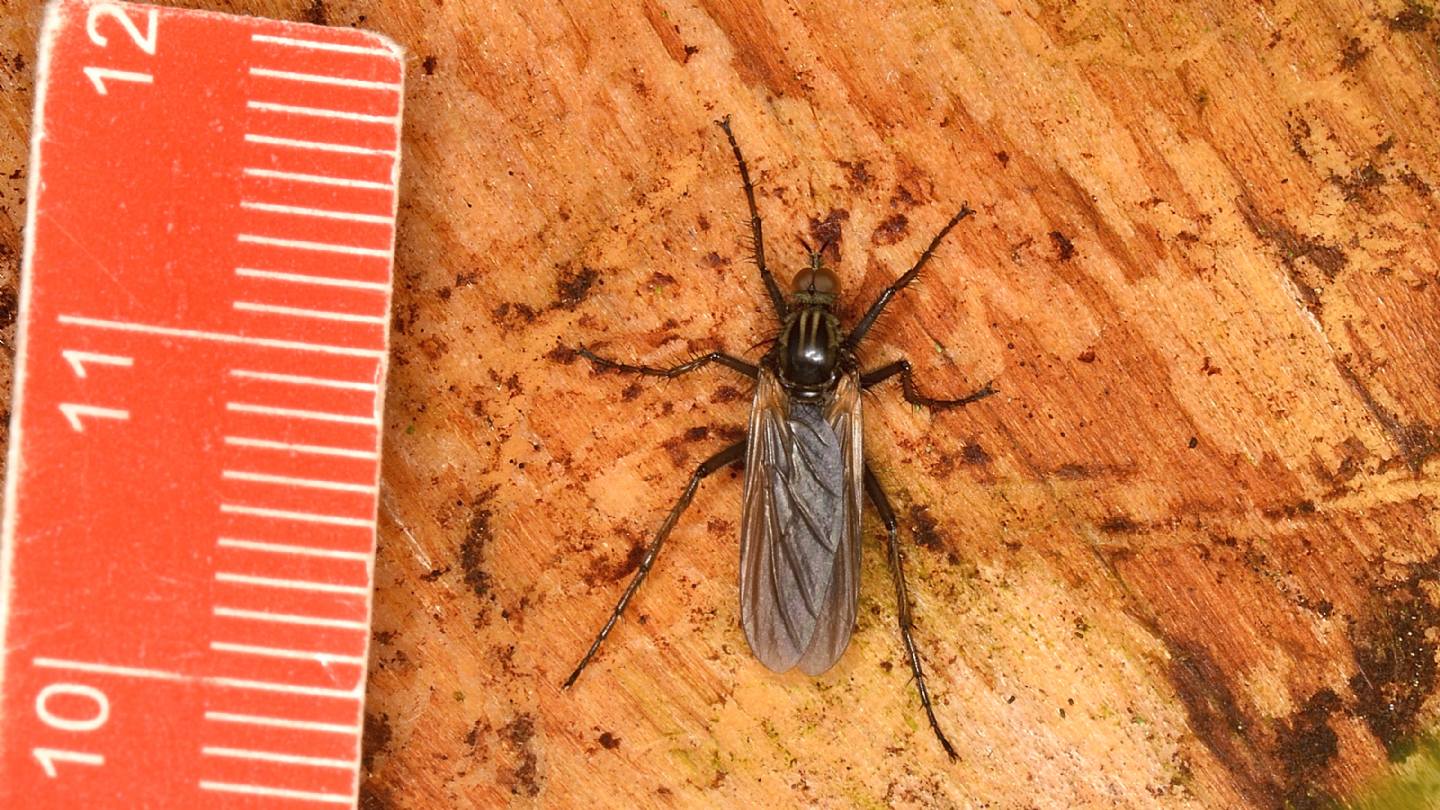 Asilidae ?