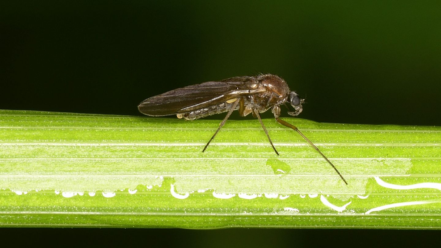 Empidoidea ?