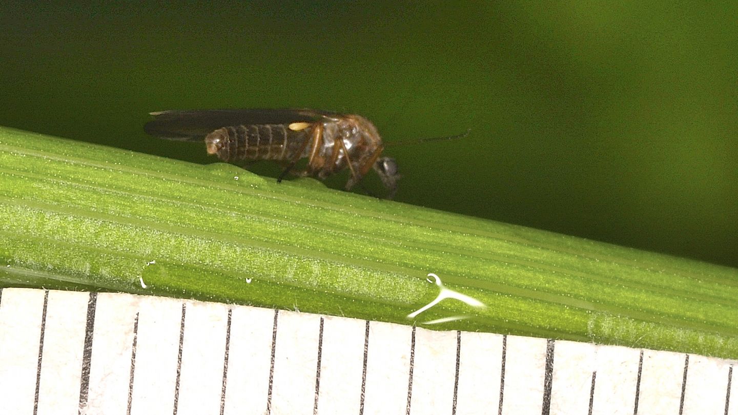 Empidoidea ?