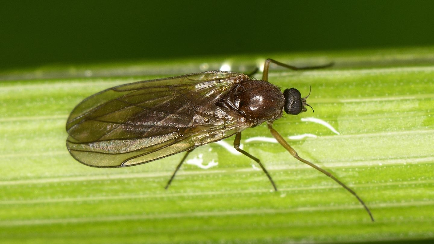 Empidoidea ?
