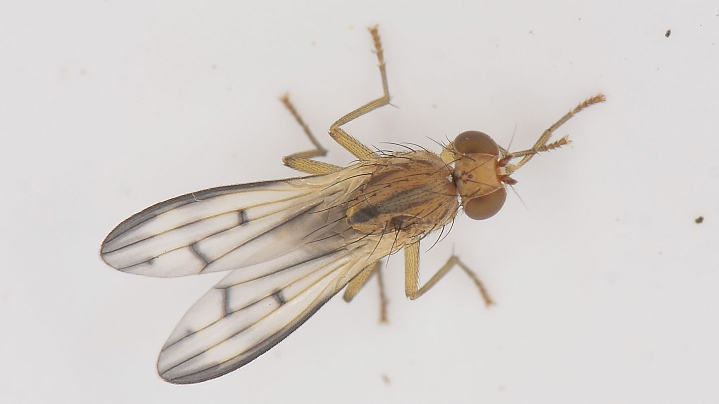 forse Opomyzidae ?