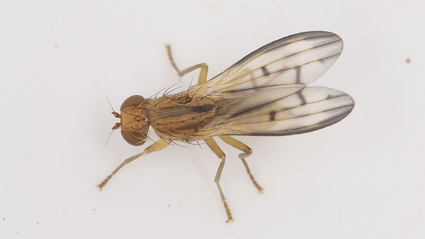 forse Opomyzidae ?