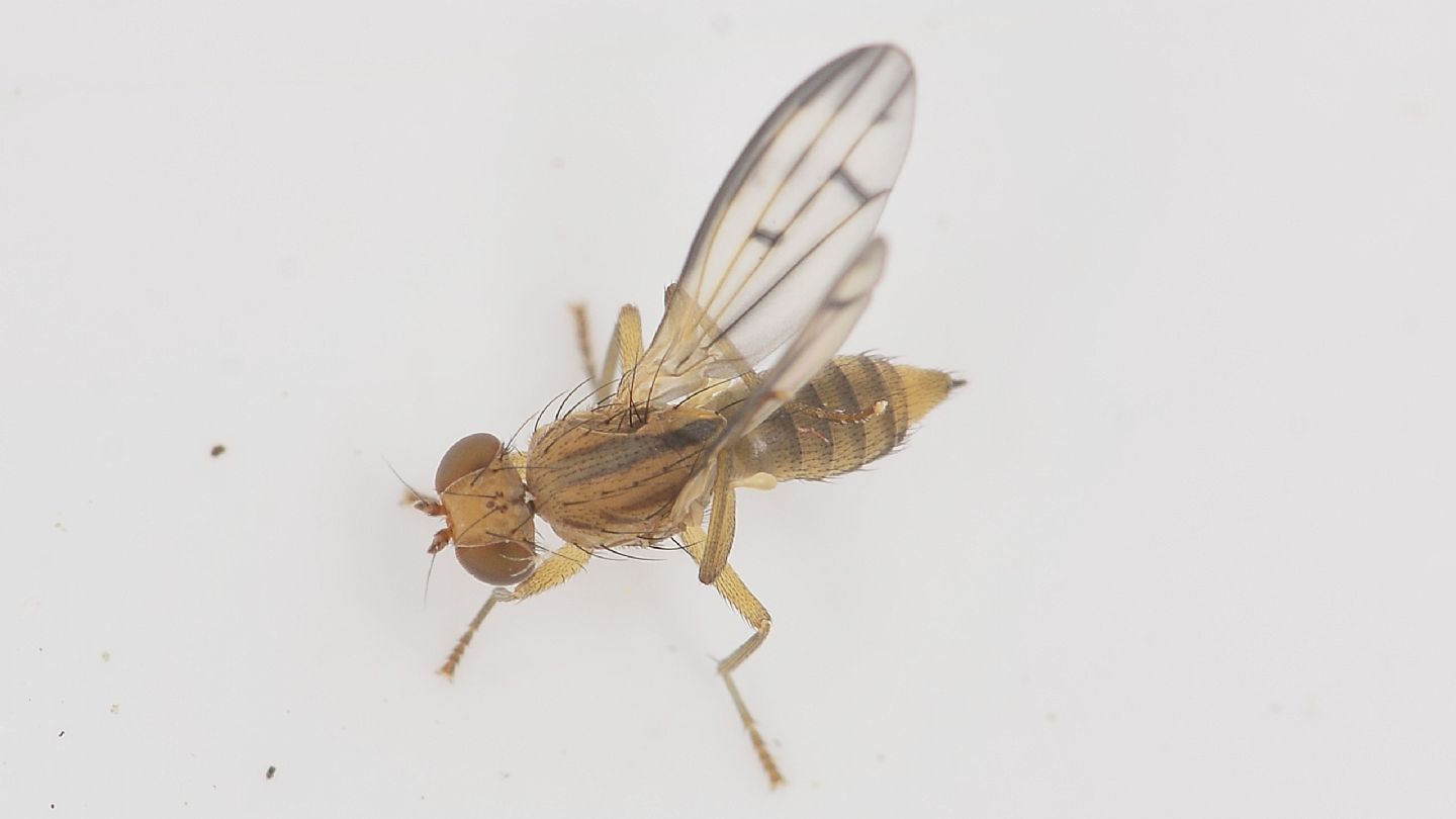 forse Opomyzidae ?