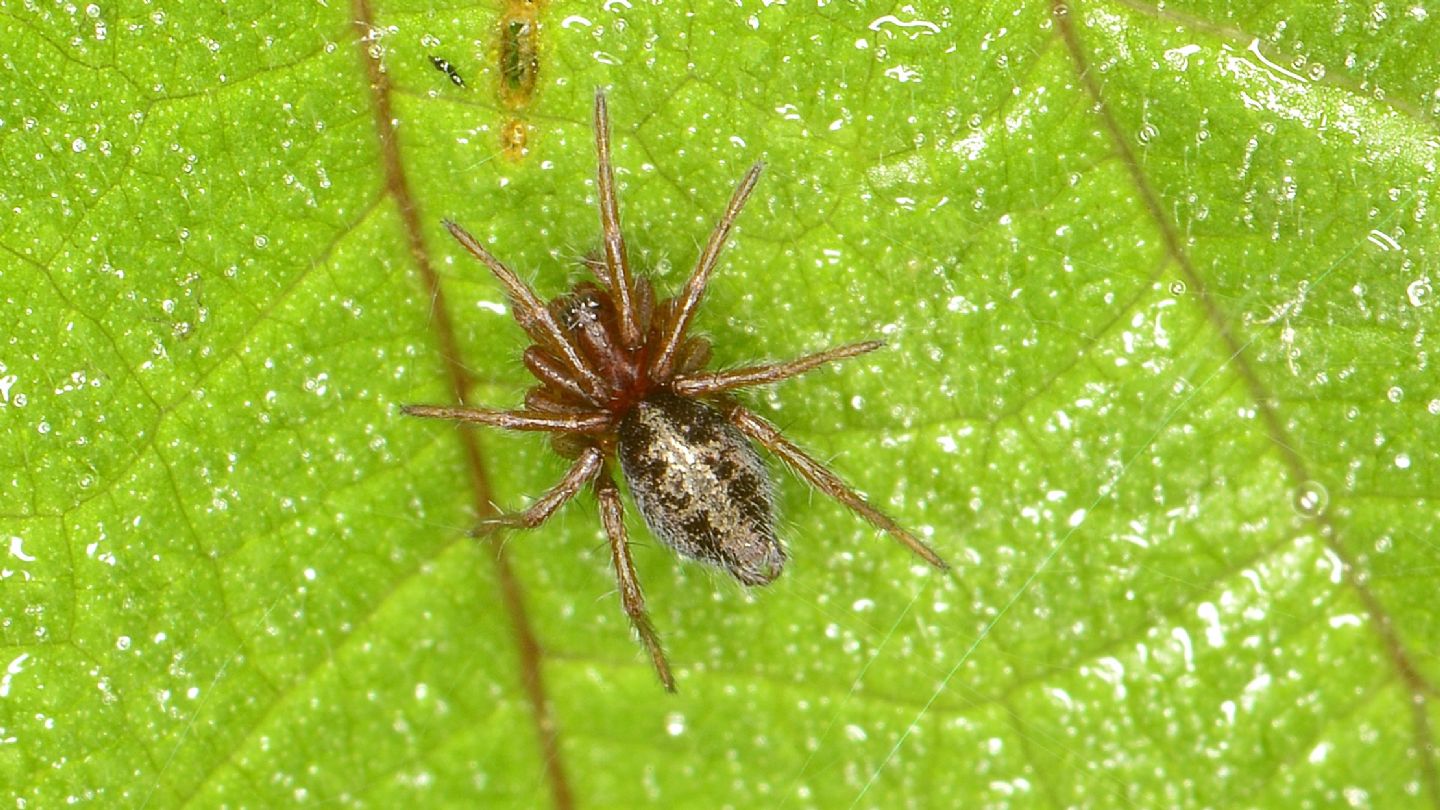 Agelenidae ?