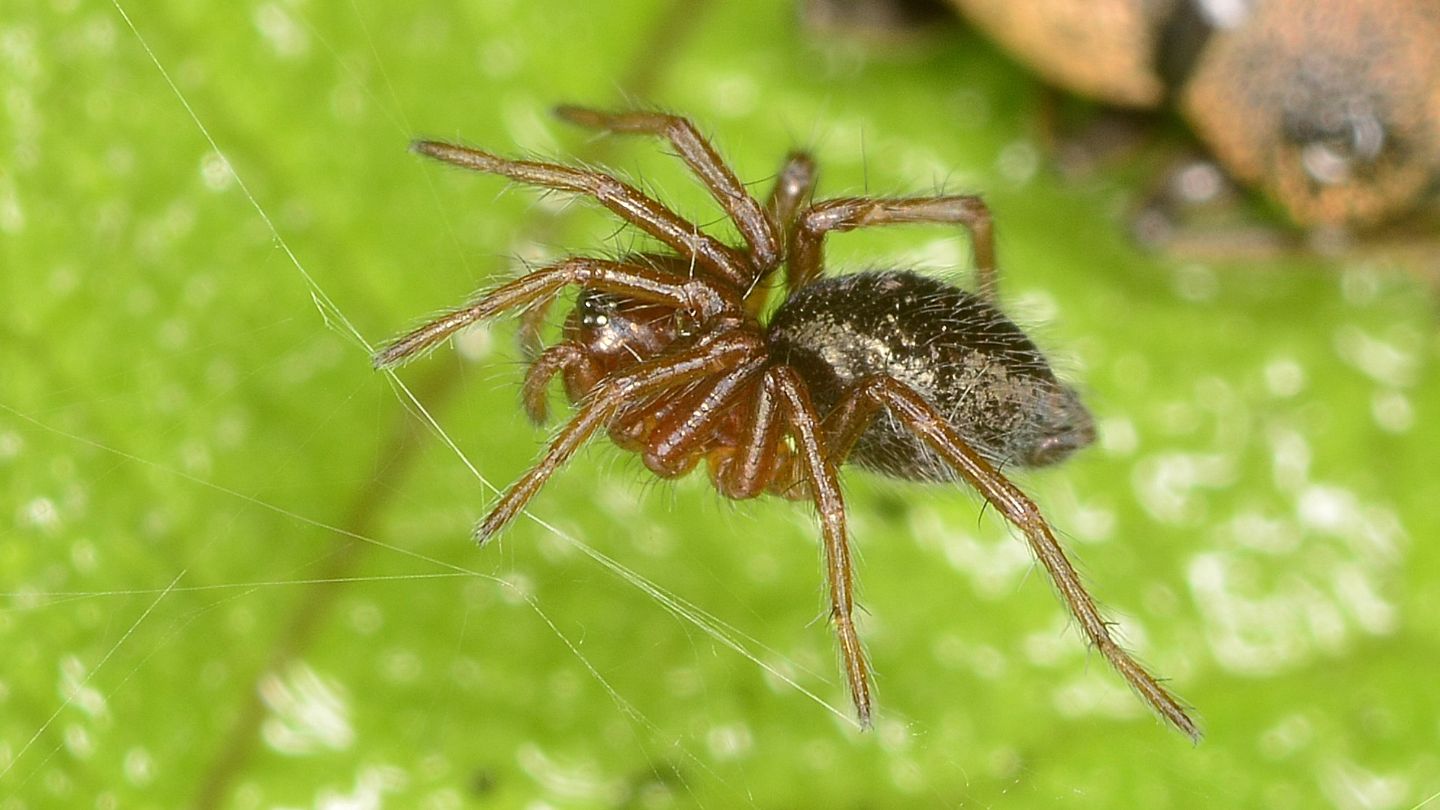 Agelenidae ?
