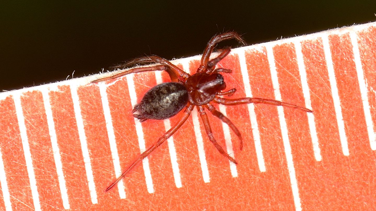 Agelenidae ?