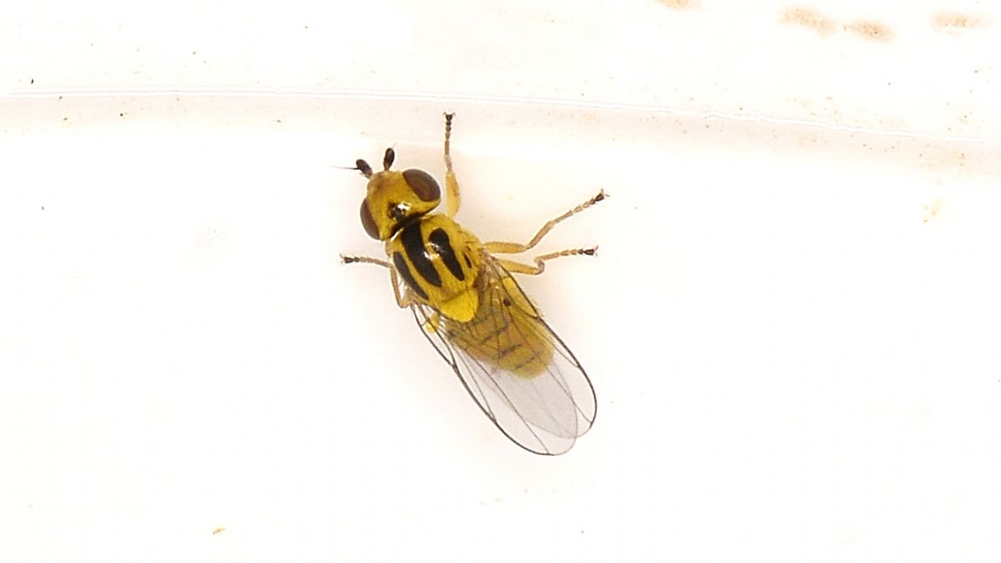 Chloropidae da id