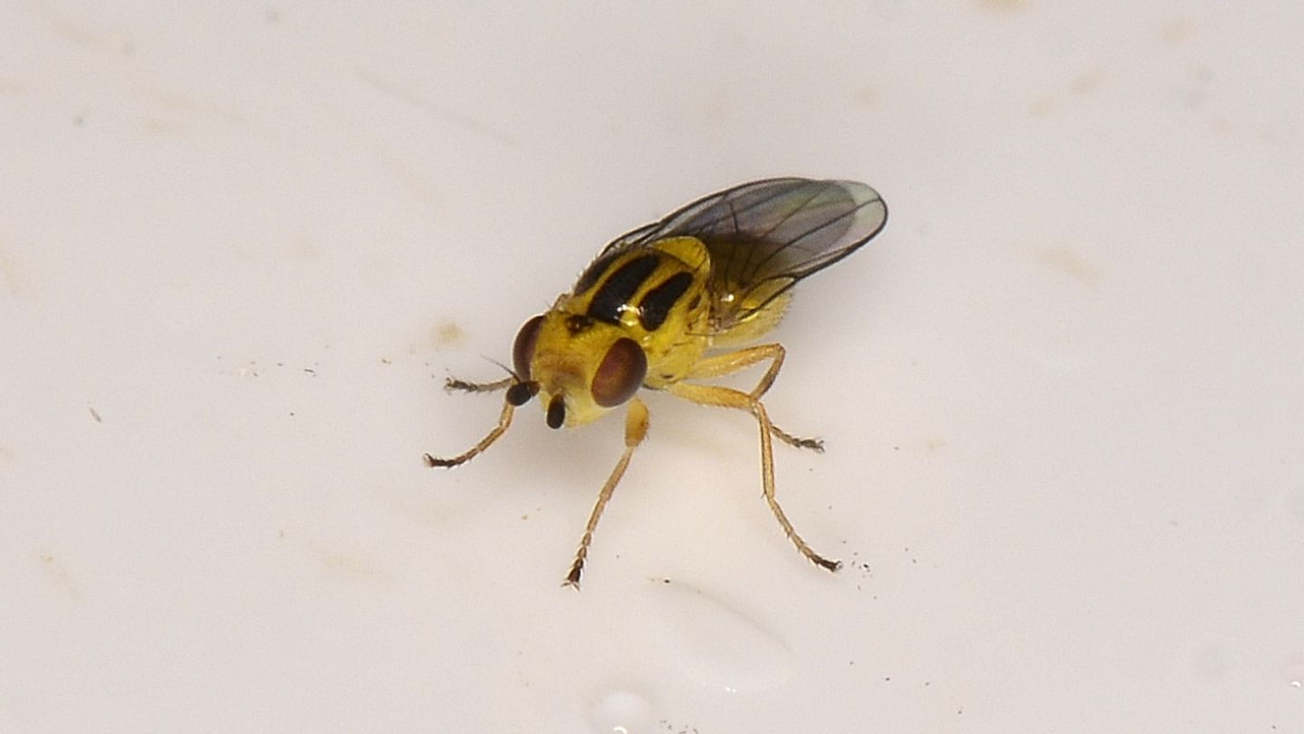 Chloropidae da id