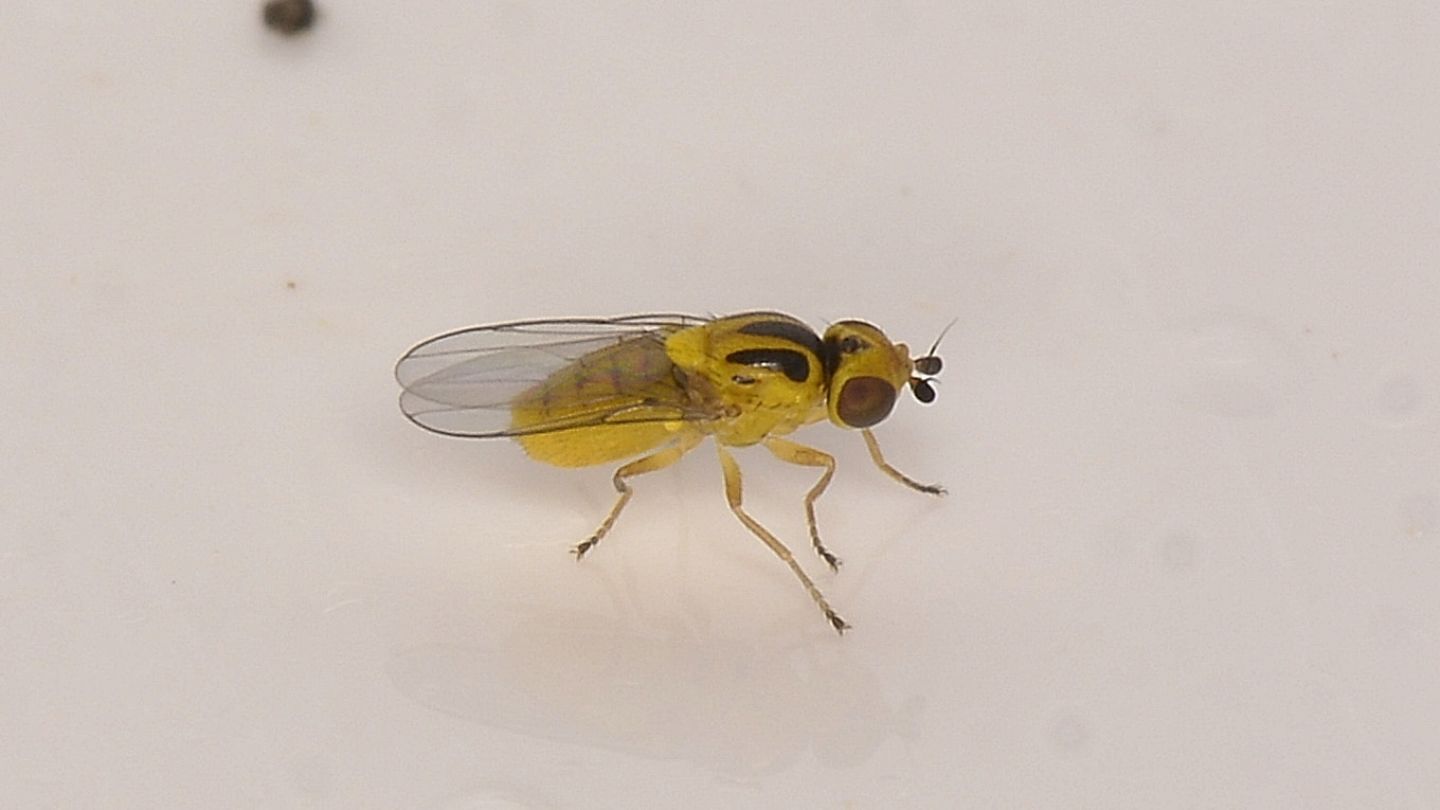 Chloropidae da id