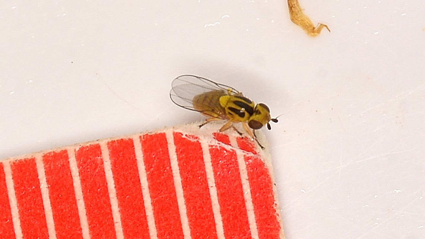 Chloropidae da id
