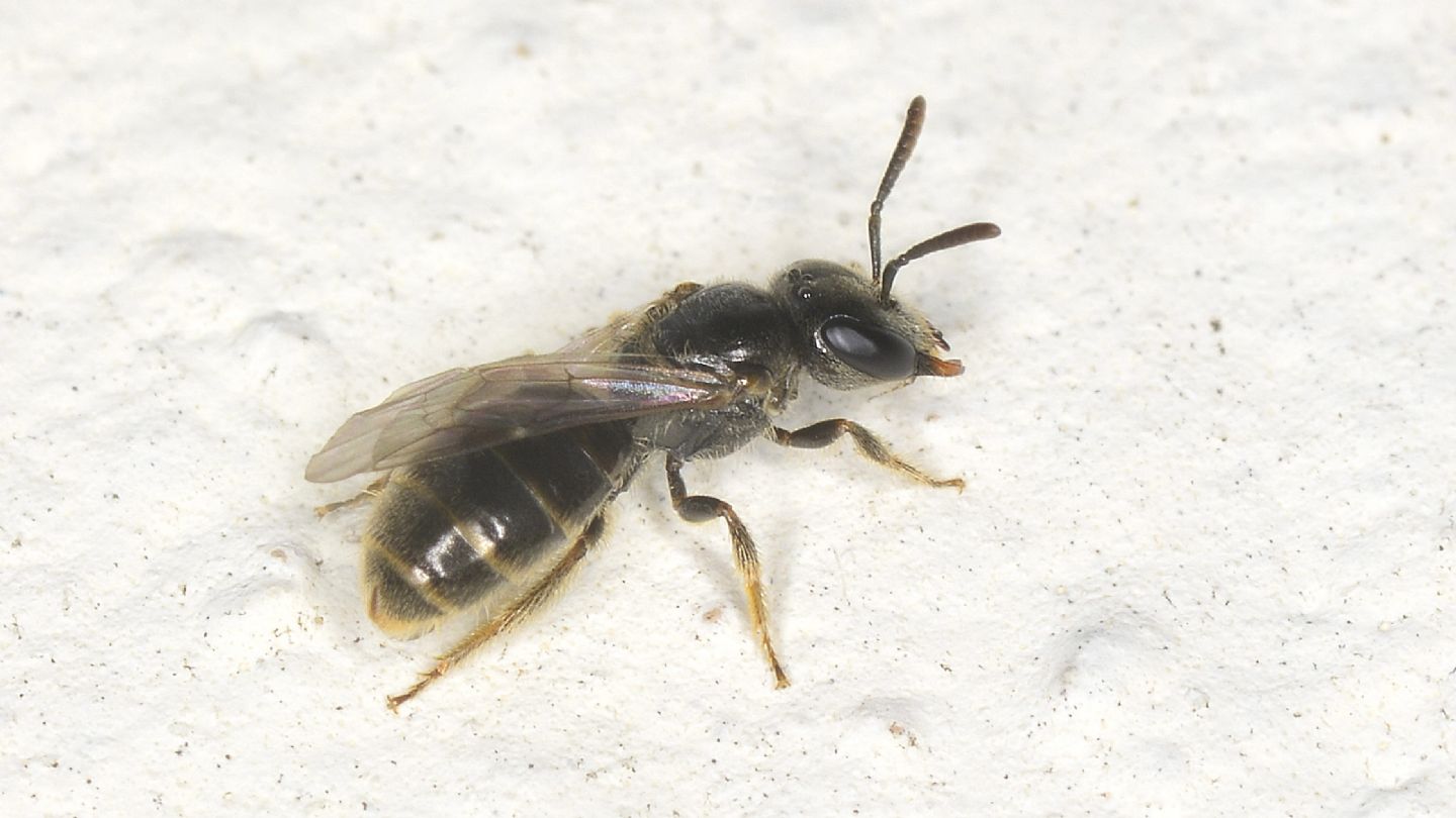 Andrenidae ? No, Halictidae: femmina di Lasioglossum sp.