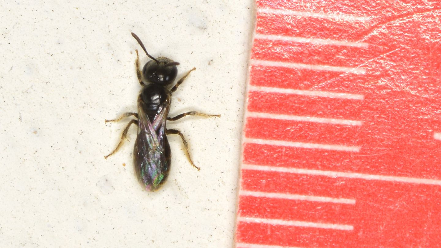Andrenidae ? No, Halictidae: femmina di Lasioglossum sp.