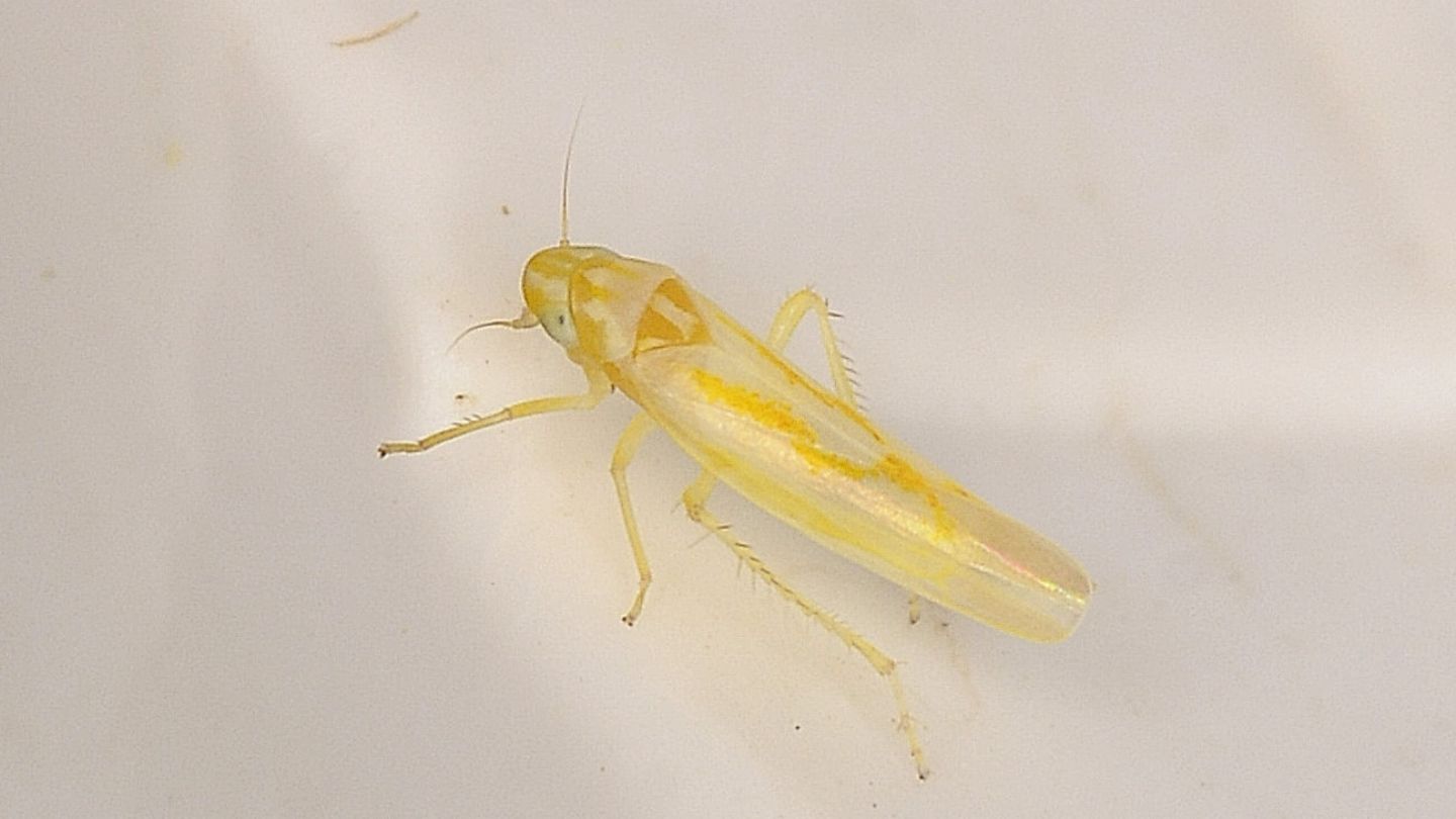 Cicadella gialla