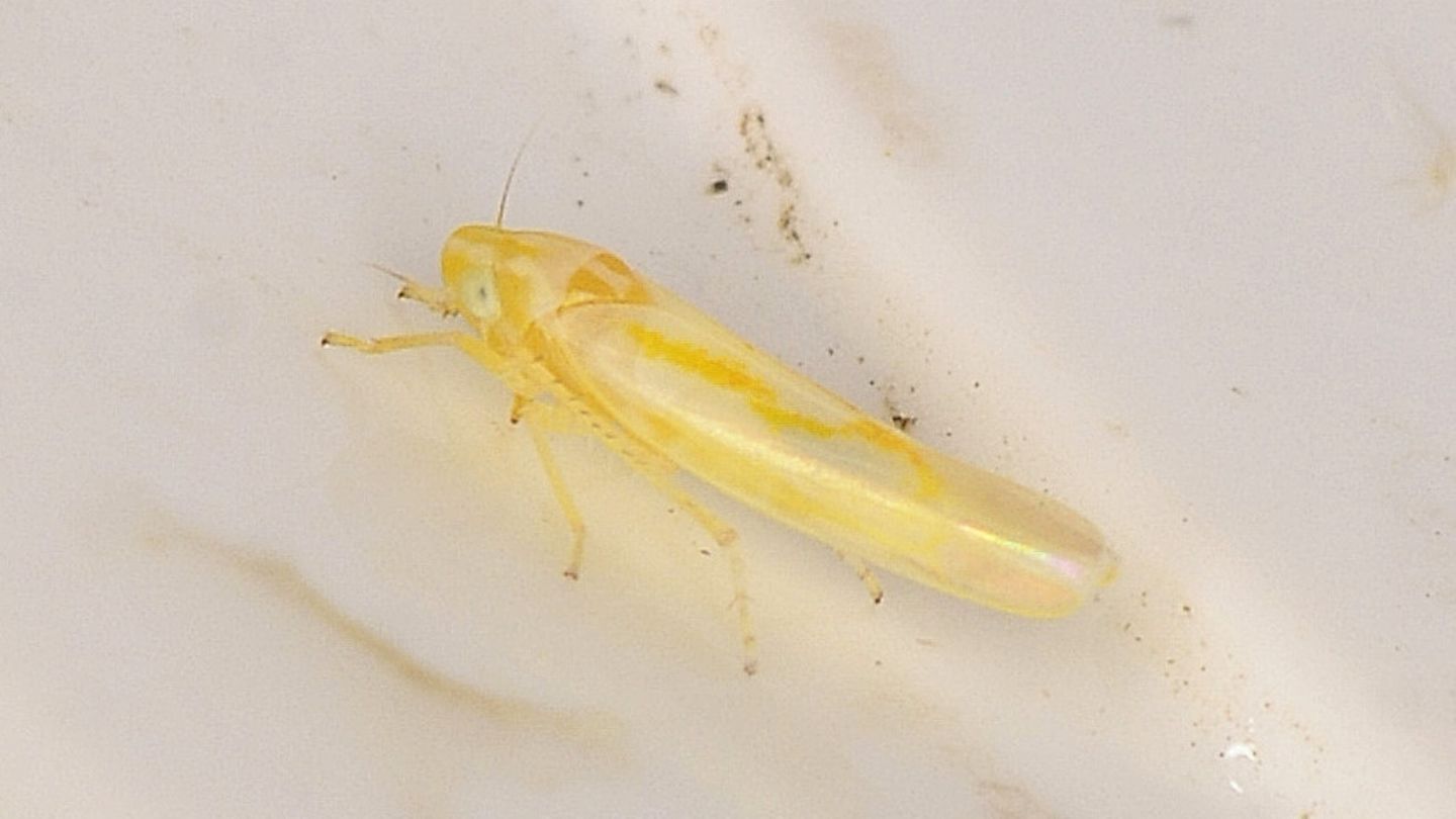 Cicadella gialla
