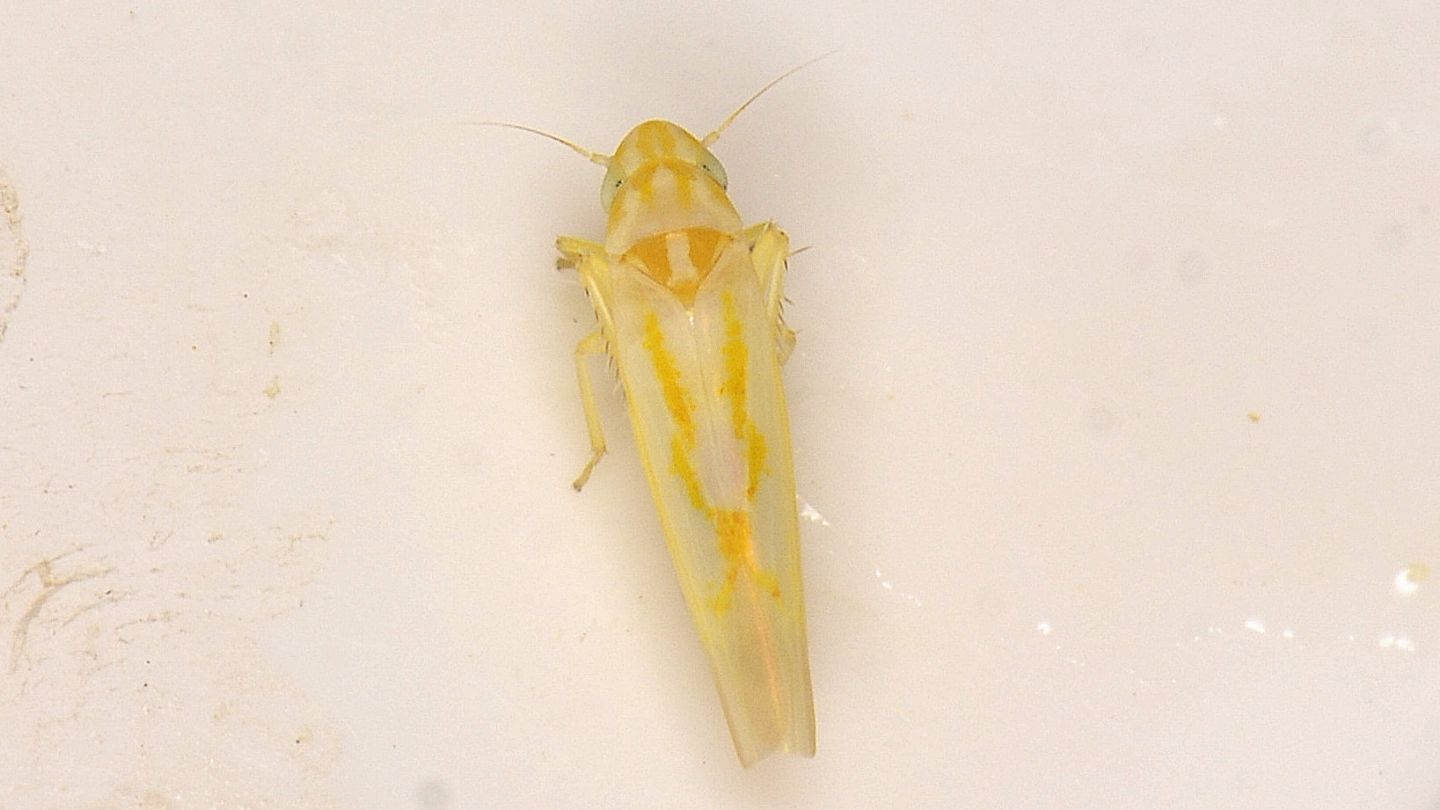 Cicadella gialla