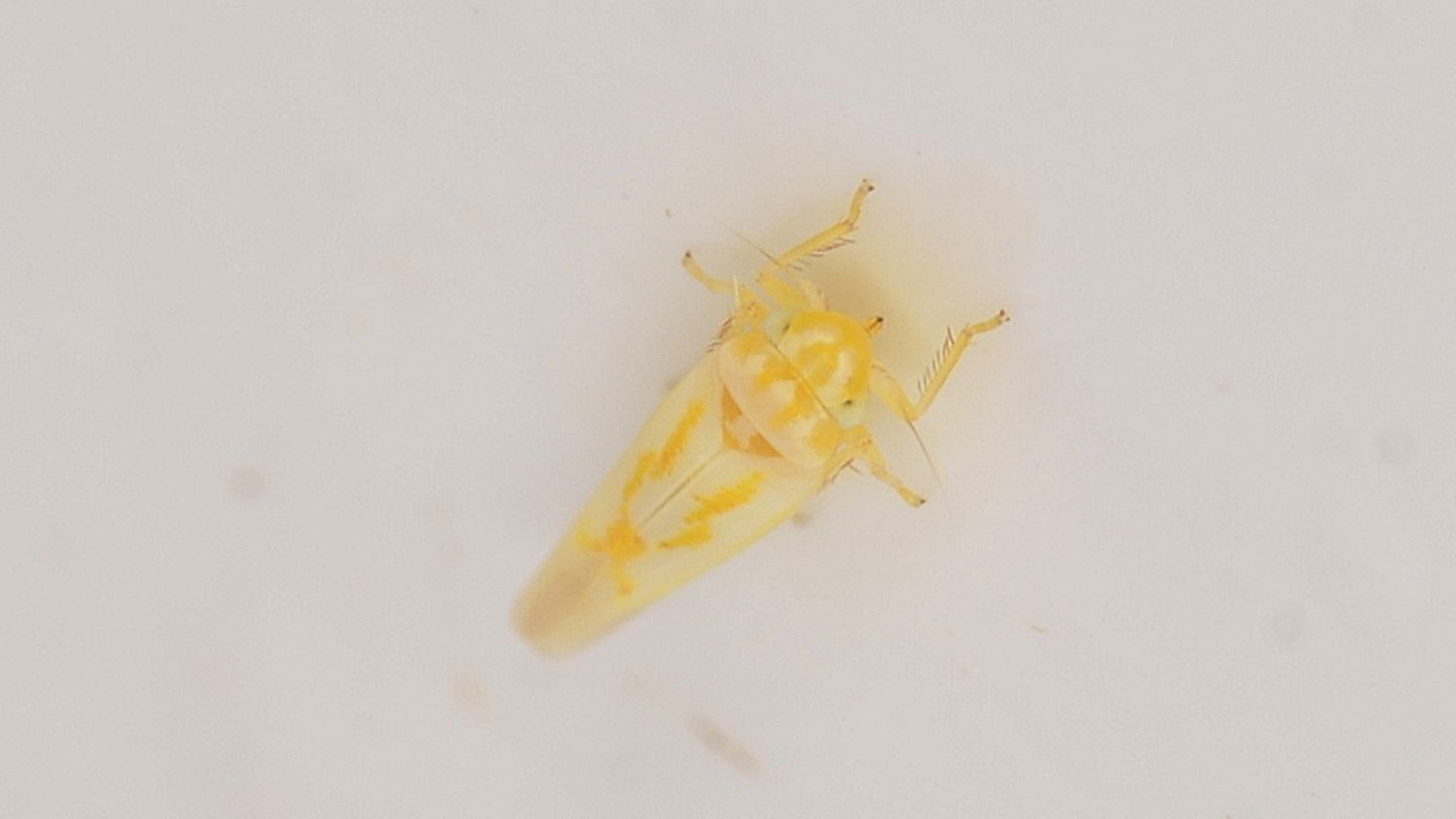 Cicadella gialla