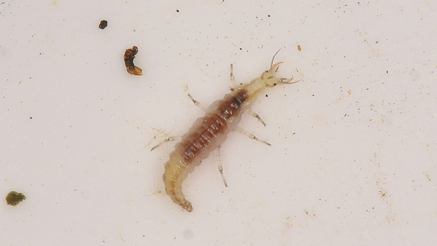 Larva di ?