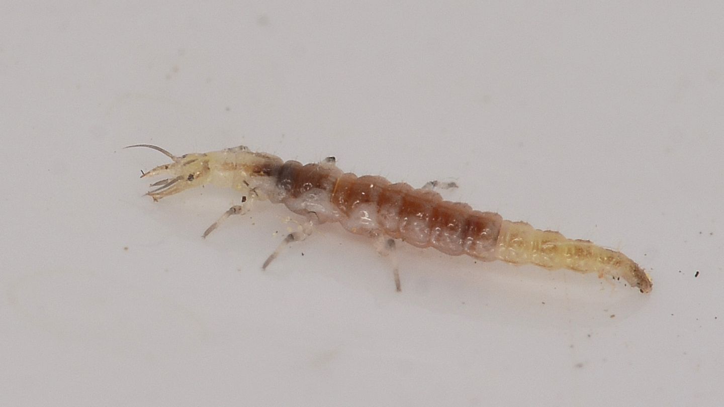 Larva di ?