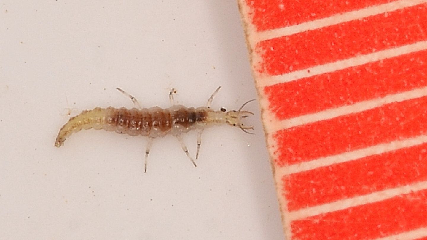 Larva di ?