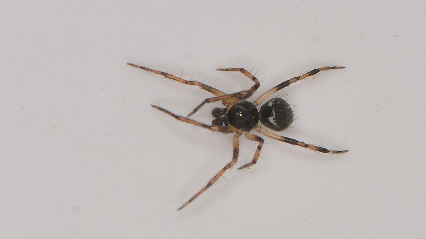 Crustulina ?