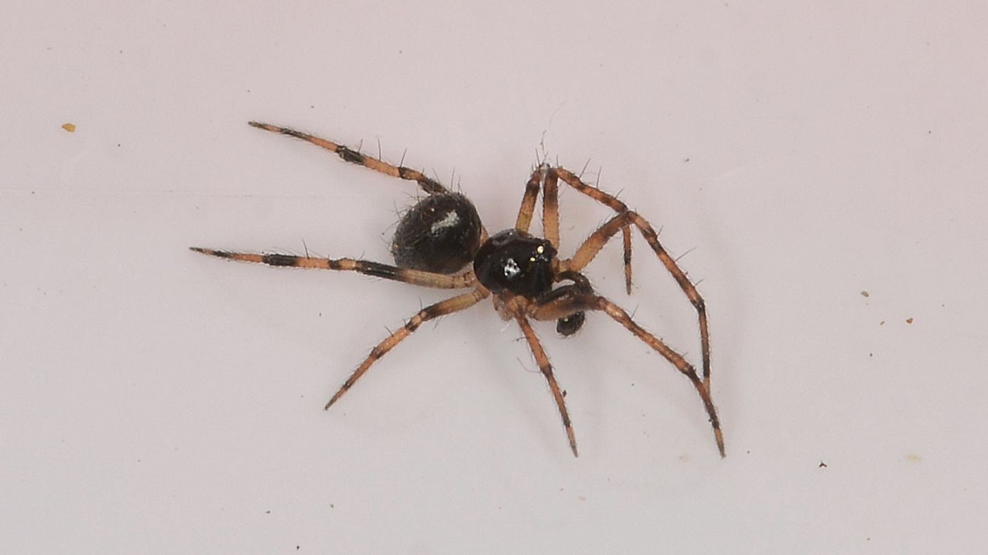 Crustulina ?