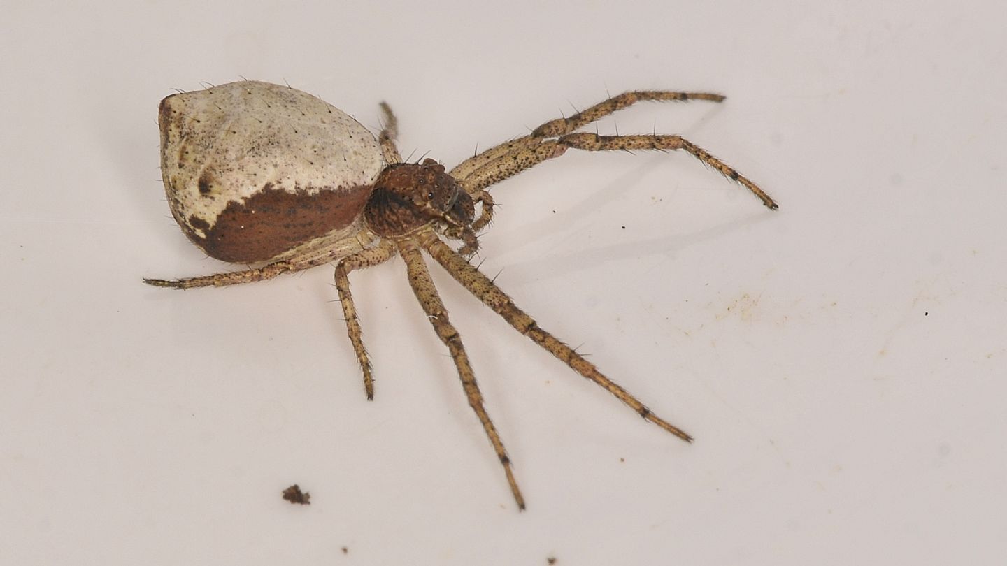 Araneidae ?