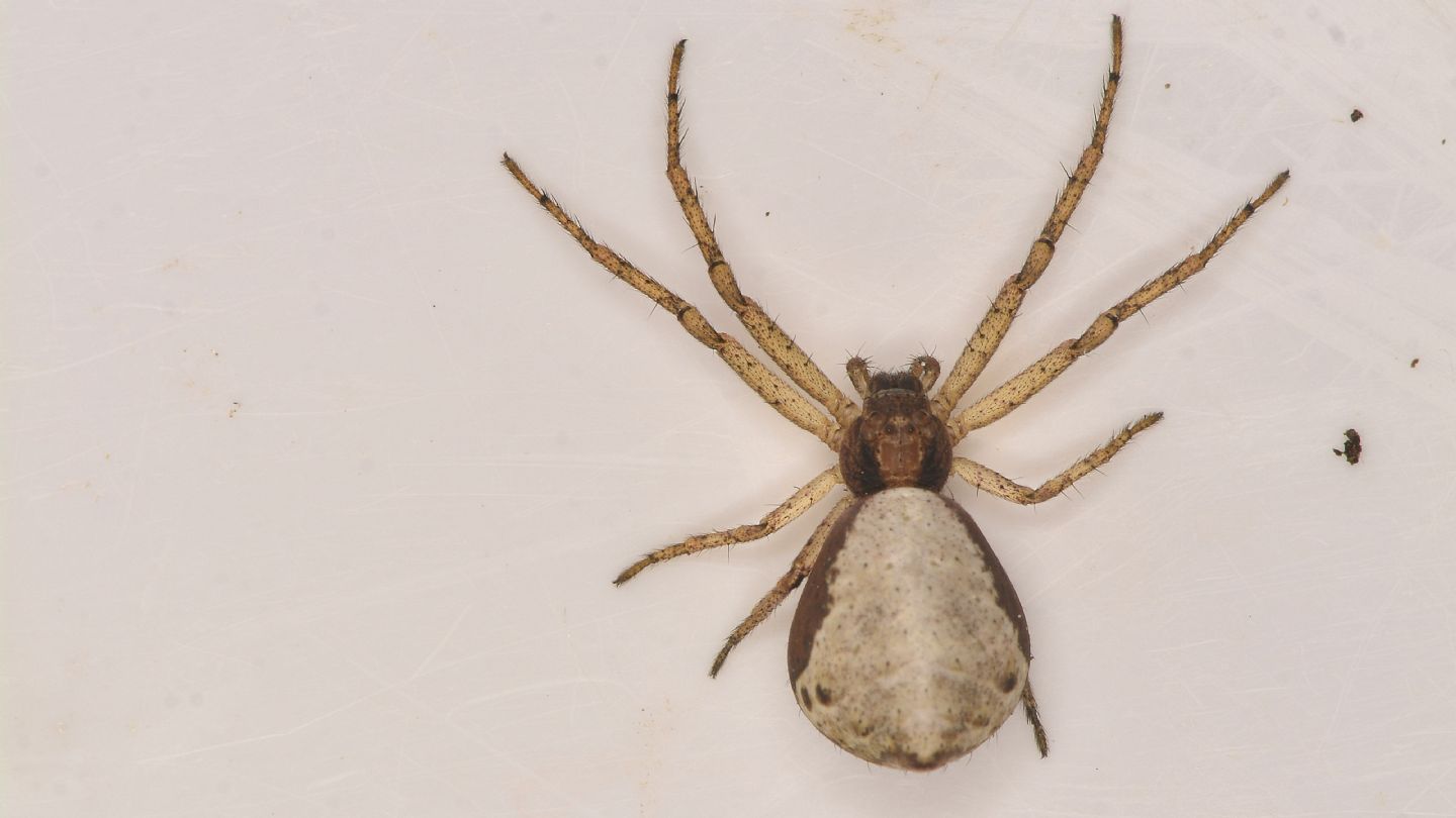 Araneidae ?