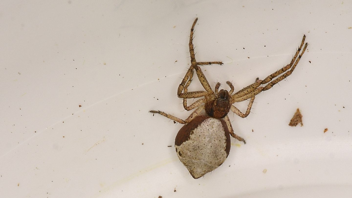 Araneidae ?