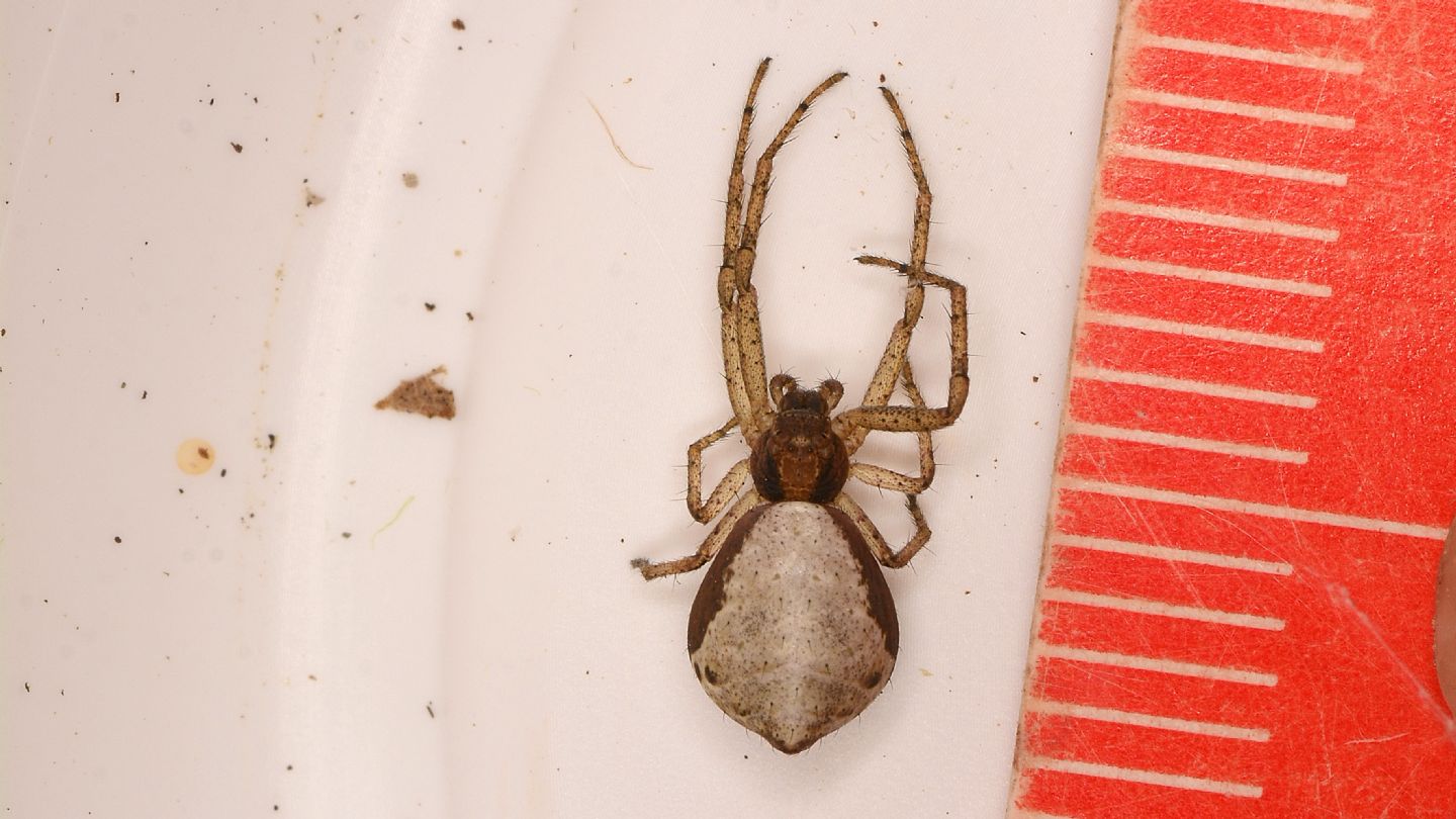 Araneidae ?